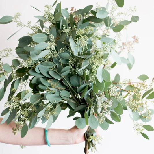 Eucalyptus Roller Ball