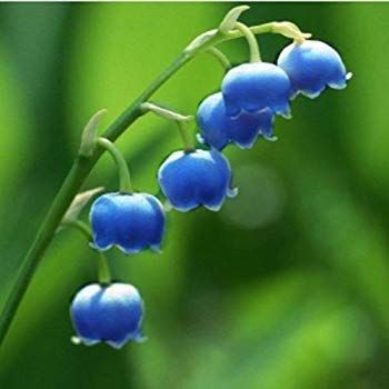 Lily Of The Valley Candle